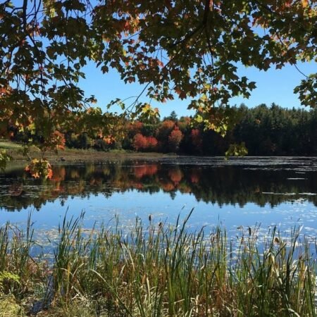 Best Cell Phone Plans & Carriers in Bow, NH